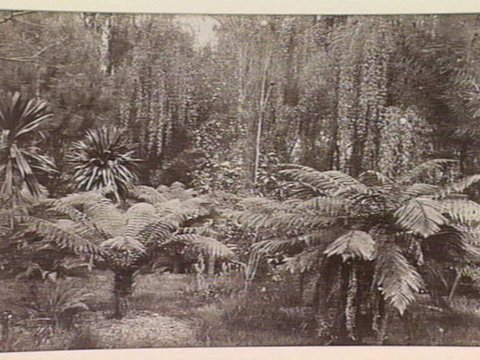 Tree Ferns in the Fitzroy Gardens, Melbourne, 1865–95