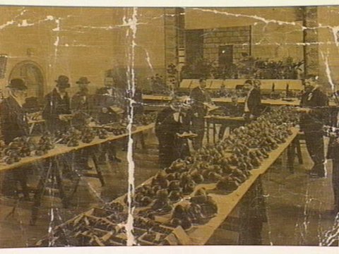 DONCASTER AND BOX HILL SHOW. Judging the Fruit, 1903