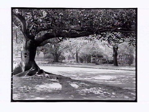 Domain Gardens Melbourne, 1946