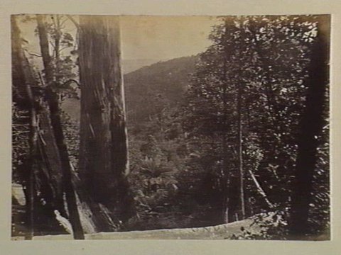Dandenong State Forest. View at the Three Sisters, near the top of Fern Gully, c. 1880