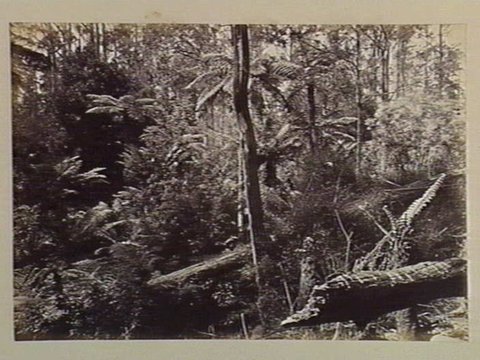 Dandenong State Forest. On the track to Sassafras Creek. No.2, c. 1880