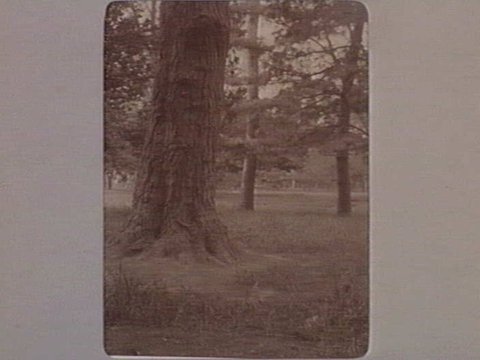 FITZROY GARDENS [Detail of tree trunk.], 1890–1910