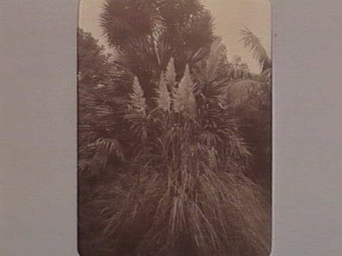 FITZROY GARDENS [Pampas grass.], 1890–1910