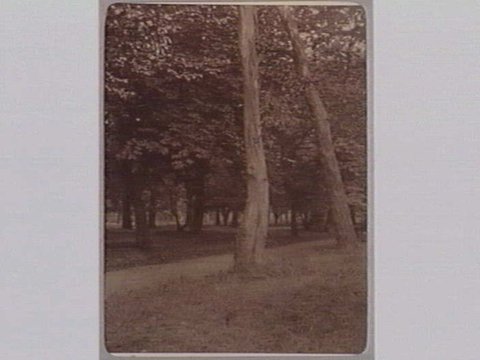 FITZROY GARDENS [Two gum trees in foreground.], 1890–1910