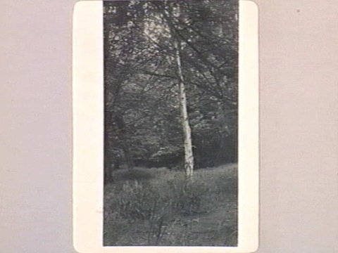 SILVER BIRCH, FITZROY GARDENS, 1890–1910