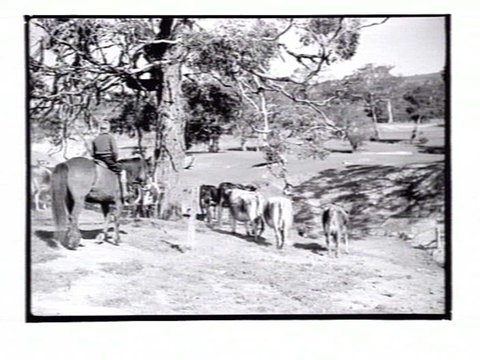 Boys mustering cattle at Northcote Training Farm school, Glenmore, near Bacchus Marsh, c. 1937
