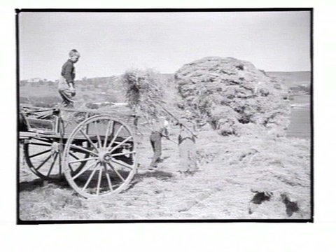 Boys making hay at the Northcote Training Farm, Glenmore, near Bacchus Marsh, Vic, c. 1937