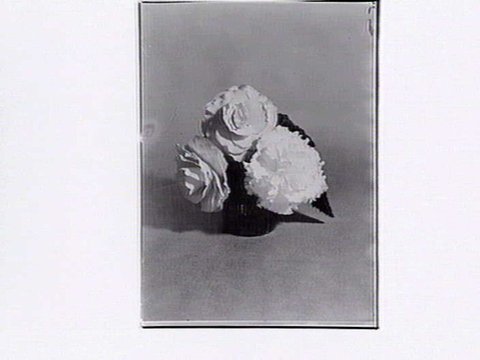 Begonias in the Fitzroy Gardens, March, 1937