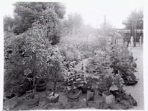 Display of immature trees in pots at Silver Birch Nursery, 230 Riversdale Rd., Camberwell, 1947