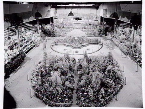 Interior display of garden nurseries at Silver Birch Nursery, Camberwell, 1947