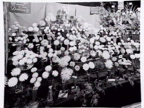 Dalhia display by T.W. Crowley, Croydon, at garden show, 1947