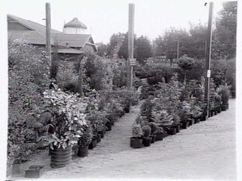 Display of potted plants at Warners Nursery, Burwood, 1947