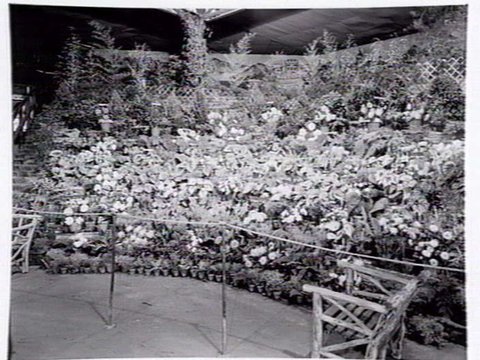 Display by Mayfield Nursery of Wilson St., Cheltenham, at garden show, 1947