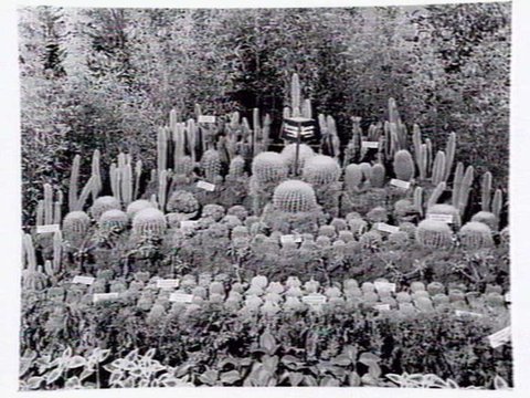 1949 Flower Show showing cacti display by Hodgins Nurseries of Essendon