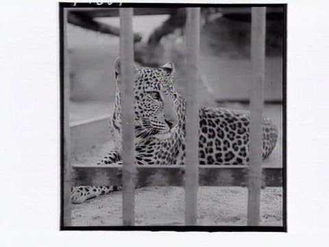 Leopard in cage at Melbourne Zoo, 1953