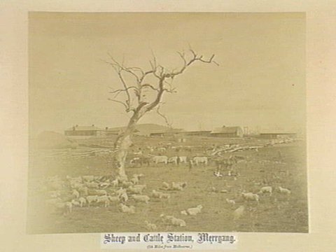 Sheep and Cattle Station, Merryang. (24 Miles from Melbourne.), 1880