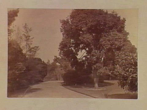View along pathway, Botanical Gardens, Melbourne, c. 1890