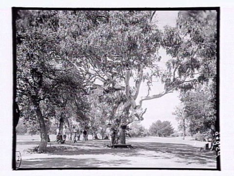 Rossdale Golf Links, Aspendale, 1952