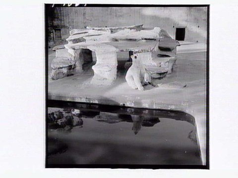 Polar bear enclosure, Melbourne Zoo, 1953