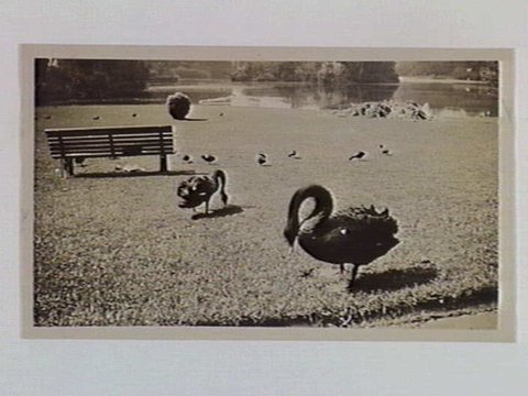 Swans grazing in the Botanic Gardens, Melbourne, 1932