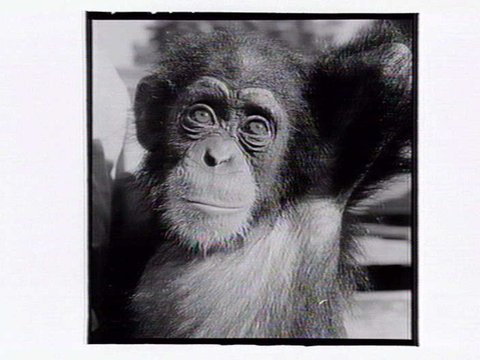 Monkey at the Melbourne Zoo, 1953