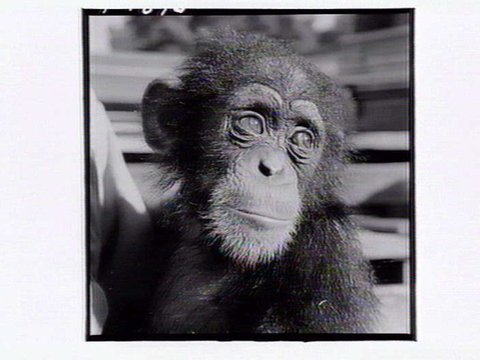Monkey at the Melbourne Zoo, 1953