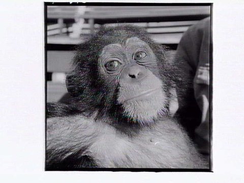 Monkey at the Melbourne Zoo, 1953