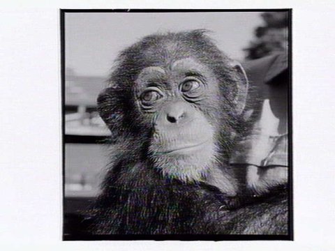 Monkey at the Melbourne Zoo, 1953