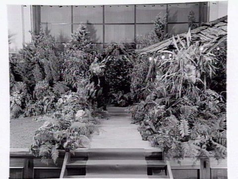 South Melbourne Town Hall, stage area decorated with plants and bark roofed hut, c. 1950