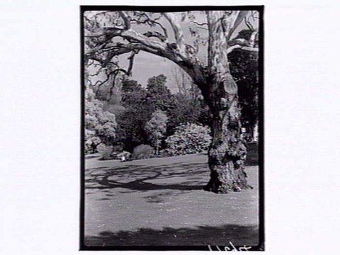 Botanic Gardens Melbourne, 1946