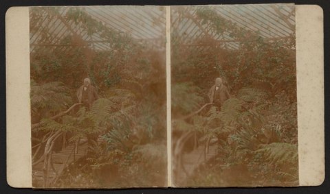 George Coppin in the fernery of his garden at Pine Grove, Richmond, Victoria, 1904