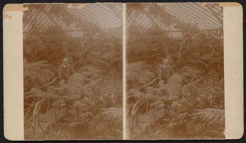 George Coppin in the fernery of his garden at Pine Grove, Richmond, Victoria, 1904