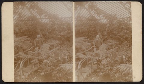 George Coppin in the fernery of his garden at Pine Grove, Richmond, Victoria, 1904