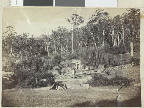 Dandenong State Forest at Fern-Tree Gully, 1876