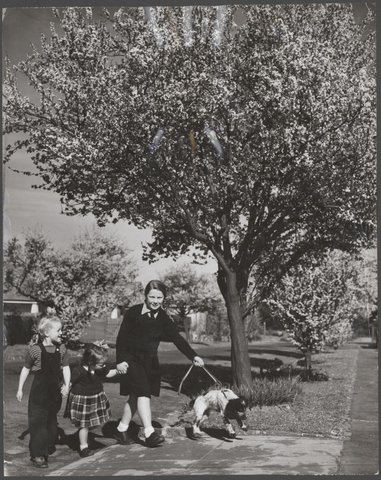 Three girls and a dog in Banool Street, Kew. The street is lined with flowering prunus trees, 1949