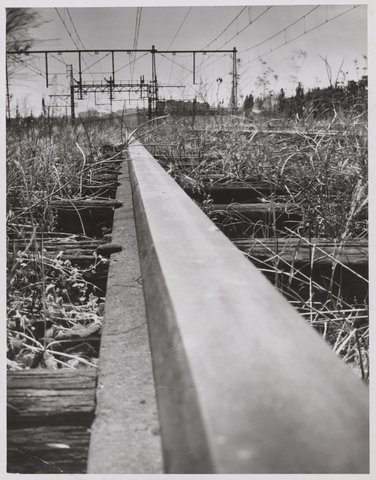 Weeds grow over rusty tram [railway?] lines in Richmond tram yards [during strike], 1950