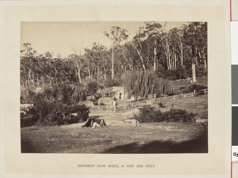 Dandenong State Forest, at Fern Tree Gully, 1877