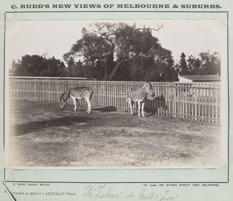 The 'Zebras' at 'Melbourne Zoo', 1887