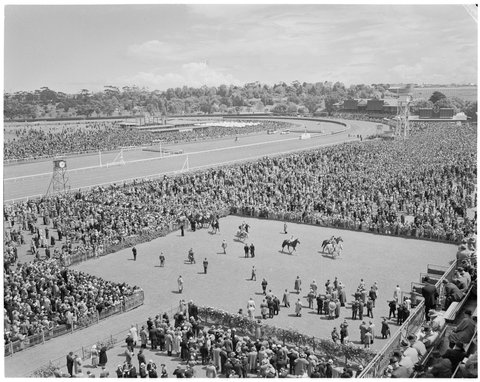 Racehorses in mounting yard at Flemington Racecourse, Melbourne Cup Day, 1949
