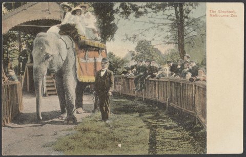 The Elephant, Melbourne Zoo, c. 1907