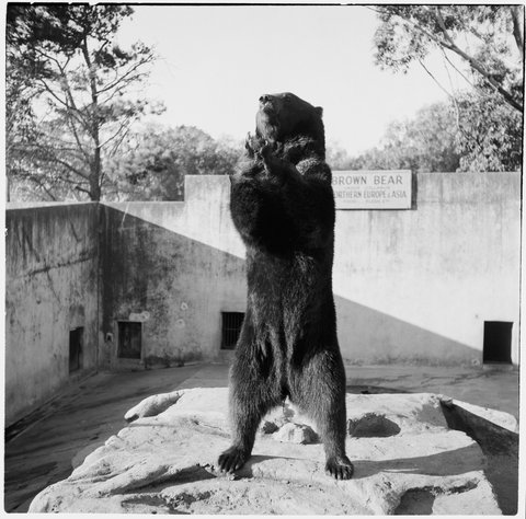 Brown bear standing on hind legs in enclosure at Melbourne Zoo, 1953