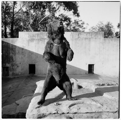 Brown bear stands with wide stance on hind legs in enclosure at Melbourne Zoo, 1953
