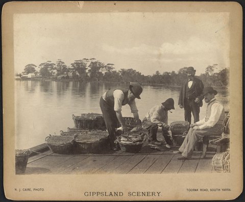 Packing Fish for Melbourne, c. 1886