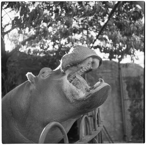 Hippopotamus at Melbourne Zoo, 1953