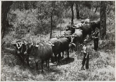Mr. G. Lorimer and his son, with his team of bullocks hauling logs in the forest at Dixon's Creek, 32 miles from Melbourne, 1950