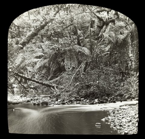 Fork in section of Yarra River, in country Victoria, 1909