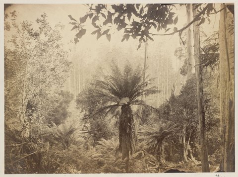 Dandenong State Forest, 1875