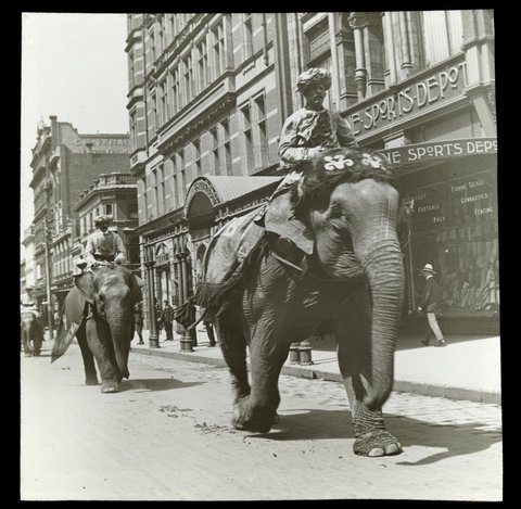 Procession of caparisoned elephants in Elizabeth Street, Melbourne, 1906–14