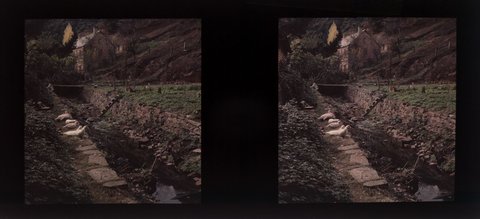 Ducks in the gardens of historic Windsor House, Walhalla, 1940s