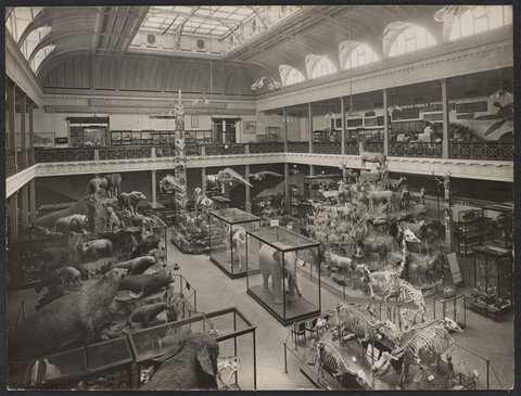 Display of animals and fossils in McCoy Hall, National Museum, Melbourne, c. 1910